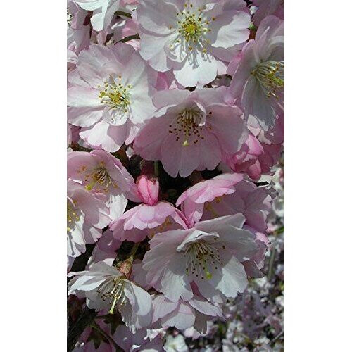 Prunus Hilleri Spire Flowering Cherry Tree 45ft Supplied in a 5 Litre
