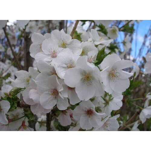 Prunus Snow Goose Flowering Cherry Tree 5ft Supplied in a 7.5 Litre Pot ...