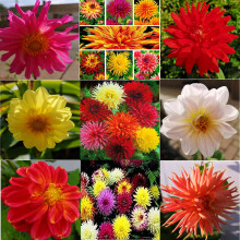 6 CACTUS DAHLIAS MEDIUM PLUG PLANTS - HARDY ANNUAL/PERENNIAL