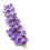 Bath Oil Lavender 100ml 3