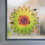 PestStop PSWFS Window Fly Stickers  4 Pack 5