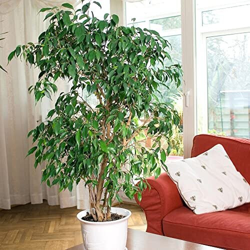 You Garden House Plant Weeping Fig Ficus benjamanica Exotica 21cm Pot 90cm Tall Large Bush Indoor Plant