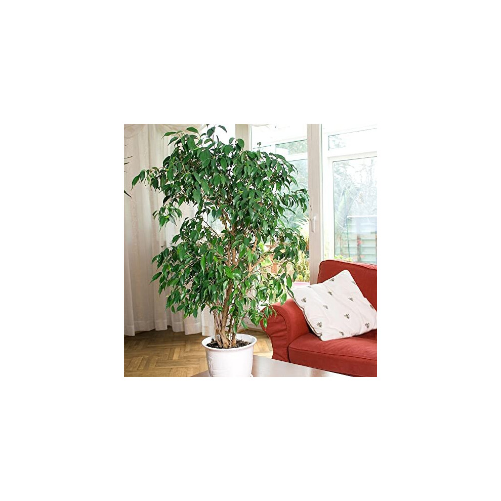 You Garden House Plant Weeping Fig Ficus benjamanica Exotica 21cm Pot 90cm Tall Large Bush Indoor Plant