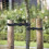 4 Pcs Tree Ties Ttraps 60 x 25cm Adjustable Tree Shrub Support Ties 6