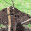4 Pcs Tree Ties Ttraps 60 x 25cm Adjustable Tree Shrub Support Ties 5