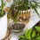 749901 Leca Clay Pebbles 410 mm 1l 6