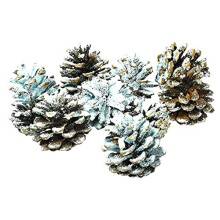 Northern Lights Colour Changing Fir Cones for Real Open Fires Wood Burners