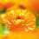 Weleda Calendula Body Cream 75ml 5