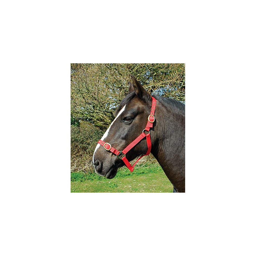 Photos - Equestrianism Rhinegold Nylon Headcollar Pony Red