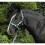 Unisexs Carnival Headcollar Rope Green Check Full 1