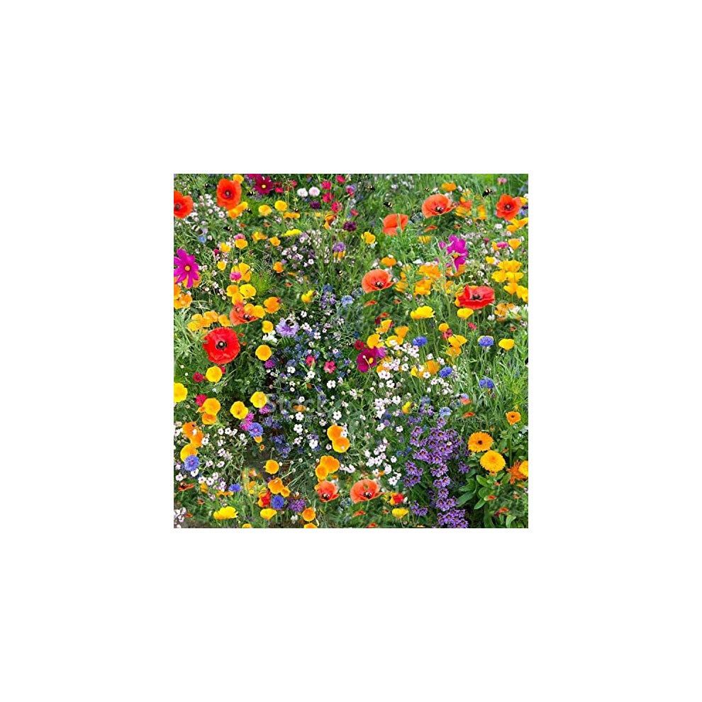 Mix 149a 50g Wild Flower Meadow Certified Seeds Over 25 Species of Flower NO Grass Amazing Value Bulk Wholesale