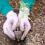 100PCS Inflatable Compressed Peat Pellet with Nutrients Seedling Nutrition Block 5