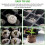 Lot of 100 Peat Pellets 2