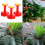 200PCS Inflatable Compressed Peat Pellet with Nutrients Seedling Nutrition Block 2