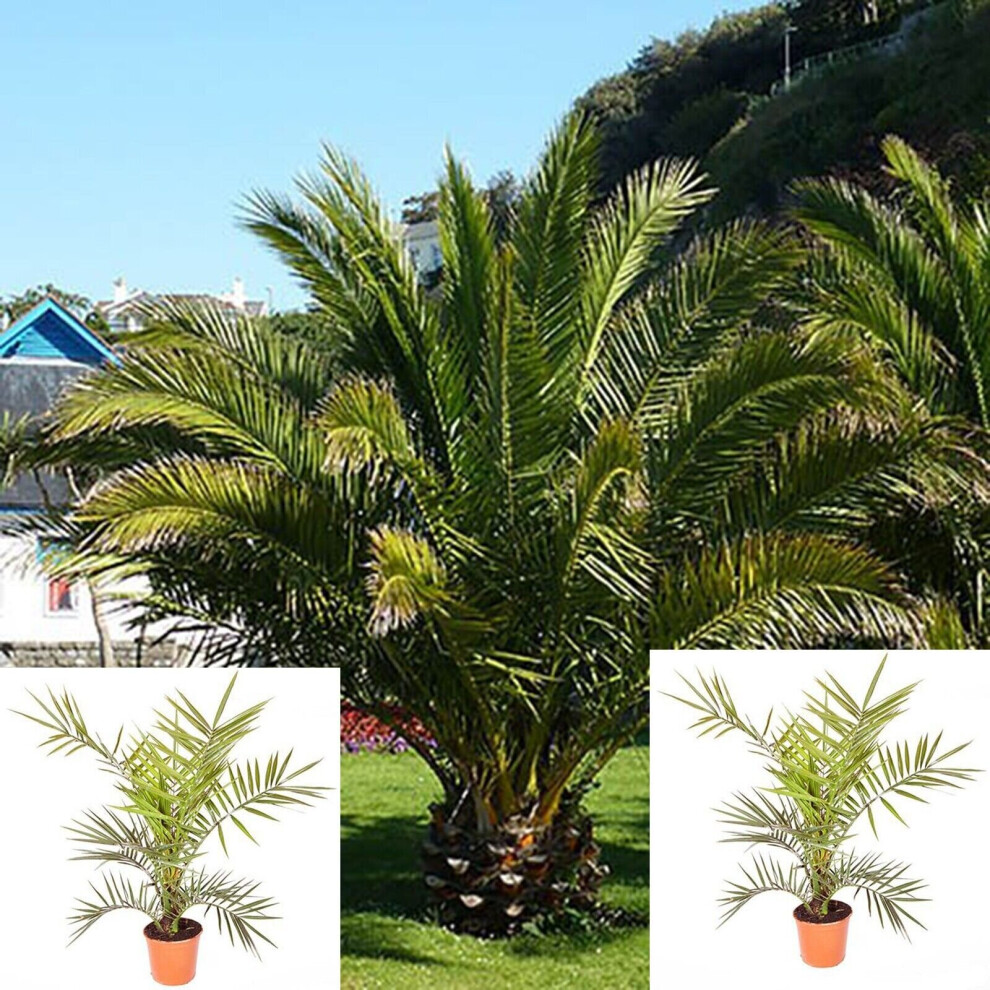 You Garden Phoenix Palm Tree X 2 Mature Date Tropical Garden Plant 60-80Cm Tall
