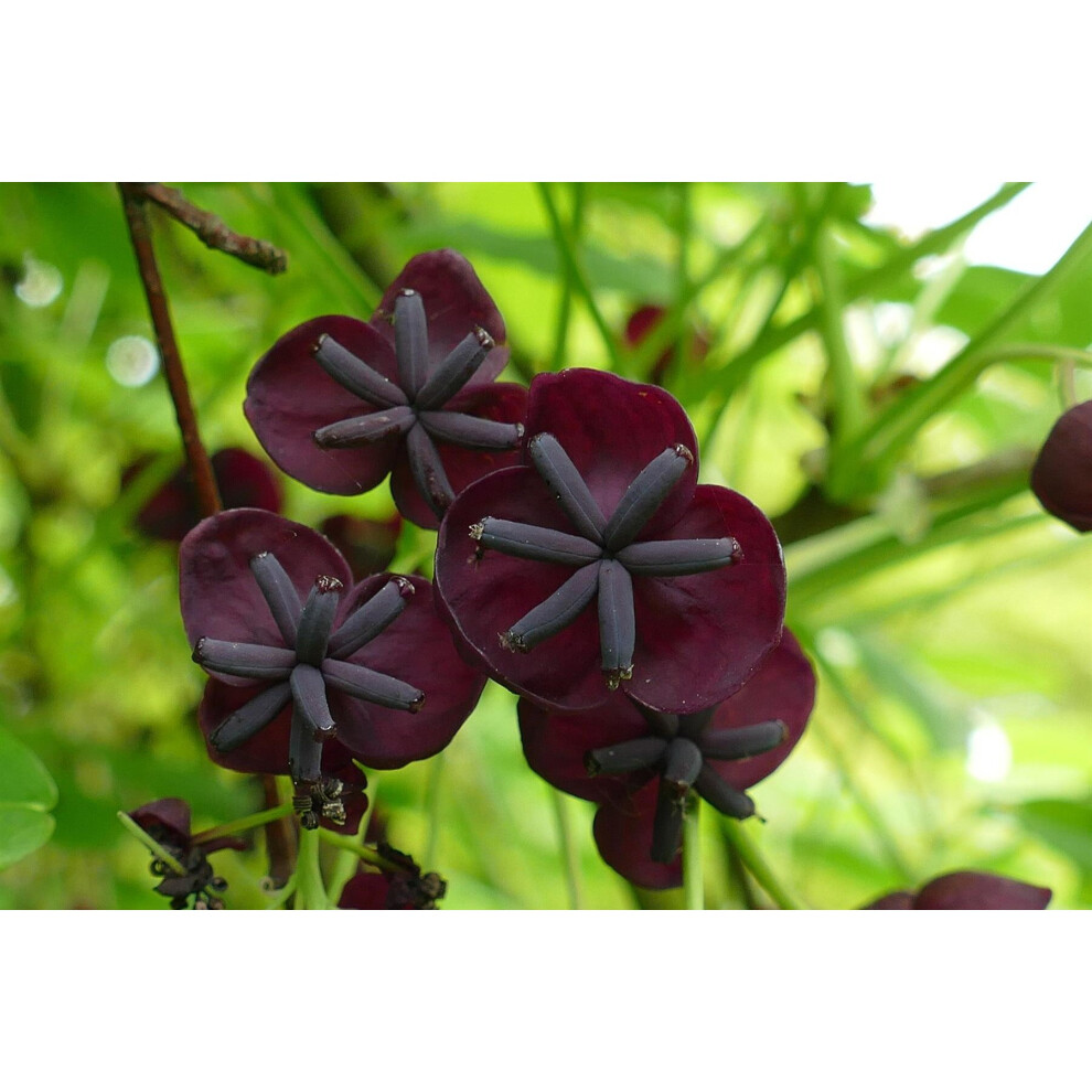 Akeba Quinata Chocolate Vine Climbing Plant 3-4ft Supplied in a 3 Litre Pot