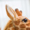 (1.2m) Jumbo Plush Giraffe Soft Toy 4