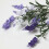 Homescapes Artificial Lavander Spray Single Stem Set of 3, 68cm 4
