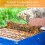 Stainless Steel Wooden Handle Lifting Spleen Clamp Beekeeping Tools 6