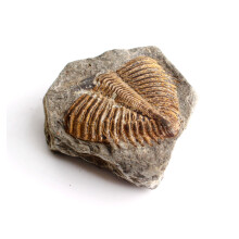 1PC Natural Cambrian Trilobite Fossil Trilobite Tail Specimen Uncomplete Ancient Animals Mineral Collection Gift