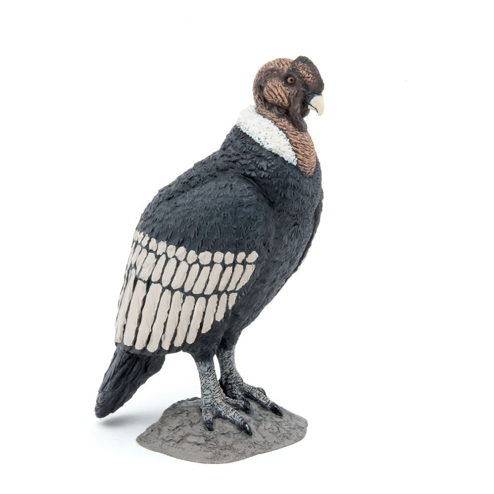 Pap Condor