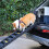 Living And Home (Black) Folding Portable Dog Pet Stairs Ramp 3