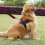 2M Long Leather Braided Traction Collar Strap Training Leash Lead 4
