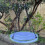 Selections Large Mesh Bird Feeder Seed Catcher Tray 4