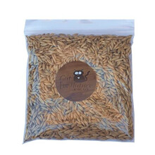 Cat Grass Seeds - Oat by Cat FurNature