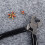 Archery Bow String Nocking Points Strings Nock Sets Brass Buckle Clip Knocks (12pcs/pack) 6