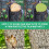 BONSAI TREE WOUND TREATMENT AGENT PLANT GRAFTING CUTTING REPAIR PASTE 2