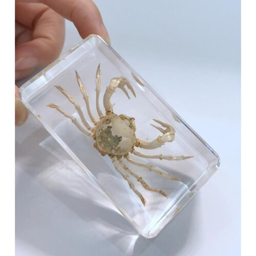 Hand Crab in Clear Block Education Specimen
