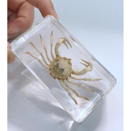 Hand Crab in Clear Block Education Specimen 1
