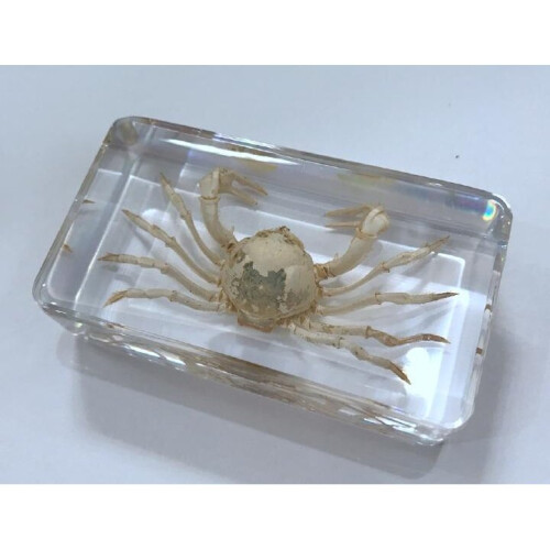 Hand Crab in Clear Block Education Specimen 2