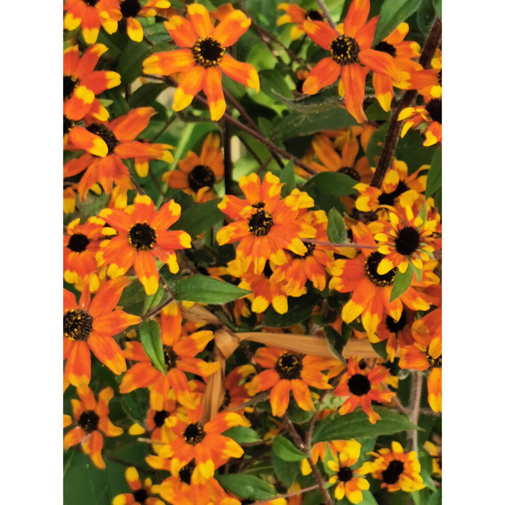 RUDBECKIA Triloba 'PRAIRIE GLOW' x 6 MEDIUM PLUG PLANTS