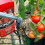 Levington Levington Tomorite Liquid Tomato Food, Concentrate, 1L 4