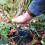 Bulb Planter 235mm Vegetable and Flower Transplanter Gardening Tools 4