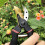 8" Premium Titanium Bypass Pruner (GPPS-1003), (Gold) 5