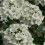 SPIRAEA June Bride. Japanese Bridal Wreath. 3