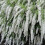 SPIRAEA June Bride. Japanese Bridal Wreath. 4