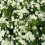 SPIRAEA June Bride. Japanese Bridal Wreath. 1