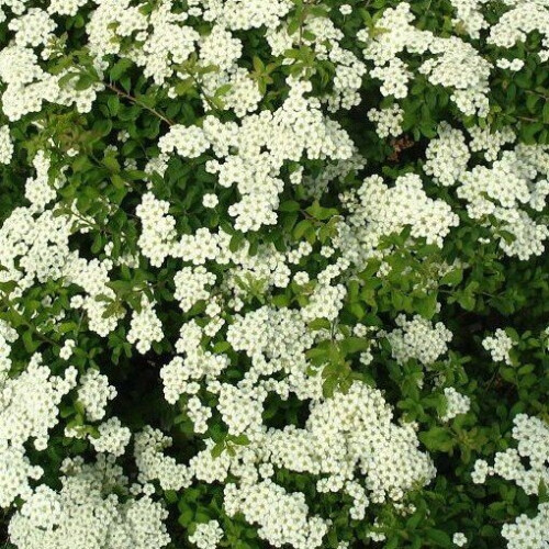 SPIRAEA June Bride. Japanese Bridal Wreath.