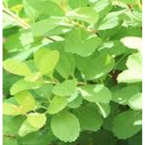 SPIRAEA June Bride. Japanese Bridal Wreath. 1