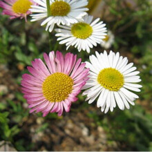 ERIGERON karvinskianus 9cm Pots - Spanish Daisy, AGM, Low-Mounding Perennial with White Flowers and Yellow Centers Turning Pinkish-Purple (SPB-9274)