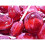 Dobsons Cherry Mega Lollies 25 Pieces 1