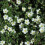 Potentilla McKay's White. Shrubby Cinquefoil 1