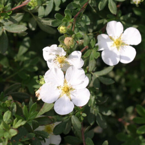 Potentilla McKay's White. Shrubby Cinquefoil 1