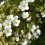Potentilla McKay's White. Shrubby Cinquefoil 3
