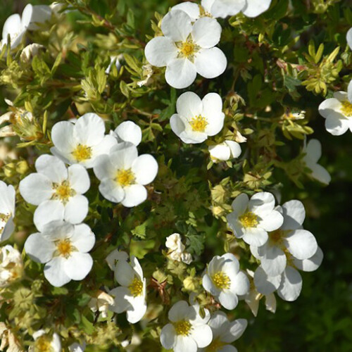 Potentilla McKay's White. Shrubby Cinquefoil 2