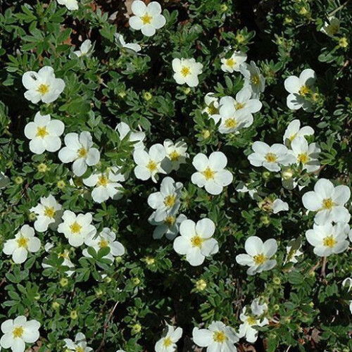 Potentilla McKay's White. Shrubby Cinquefoil
